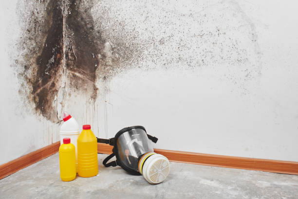 Best Affordable Mold Removal  in Brocton, NY