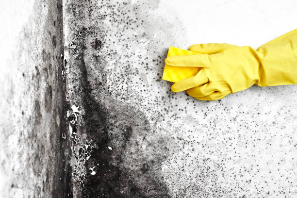 Best Emergency Mold Removal  in Brocton, NY