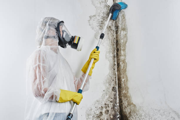 Best Fast Mold Removal  in Brocton, NY