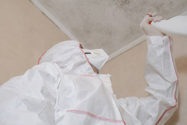 Best Mold Damage Repair  in Brocton, NY