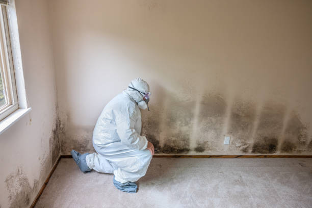 Best Home Mold Removal  in Brocton, NY