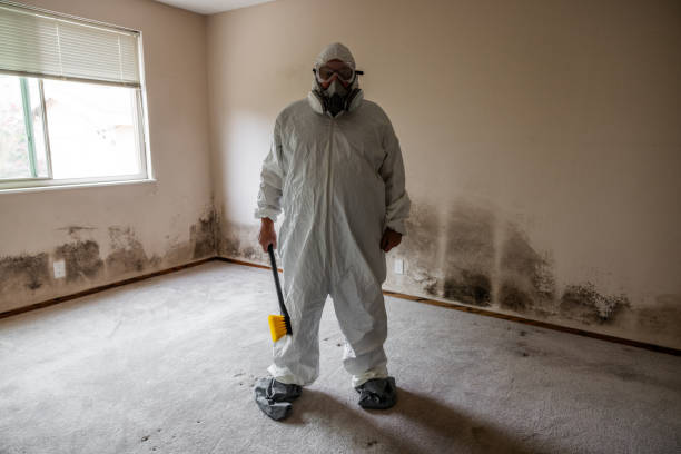 Trusted Brocton, NY Mold Removal Experts