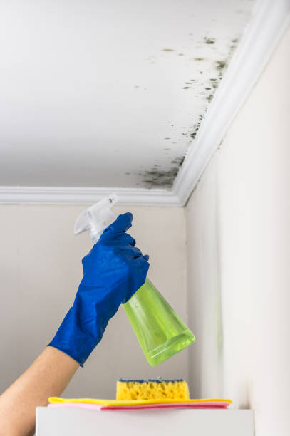 Best Mold Removal Near Me  in Brocton, NY